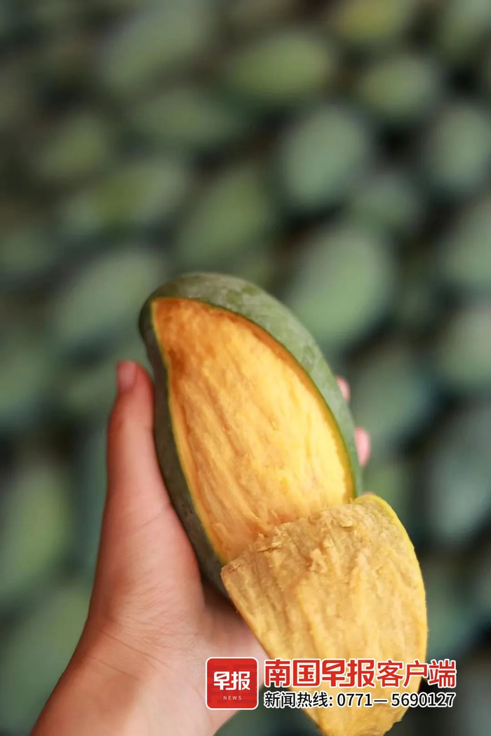 ▲桂七香芒有着独特的浓郁香味。