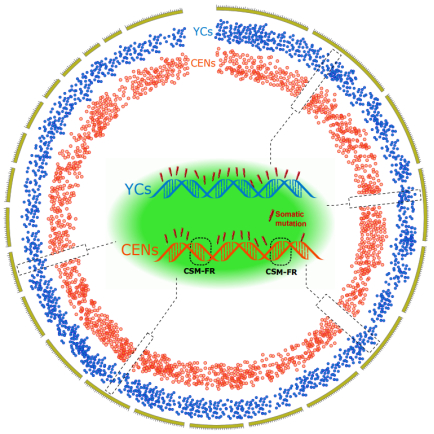 百岁老人基因组存在着特异的突变规避区域示意图。