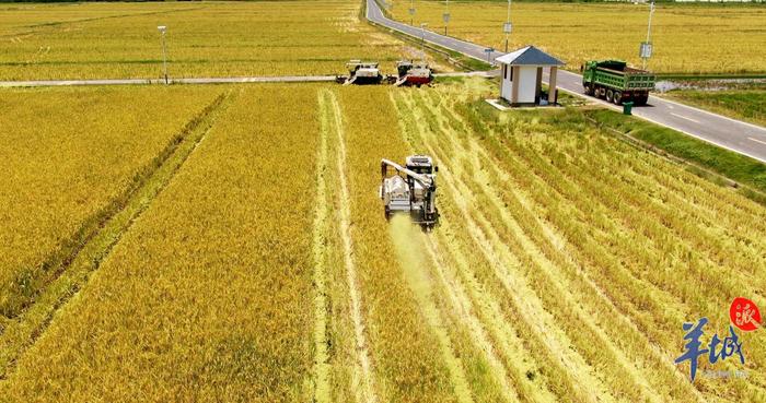 太空稻收割啦广东最大无人农场亩产近600公斤