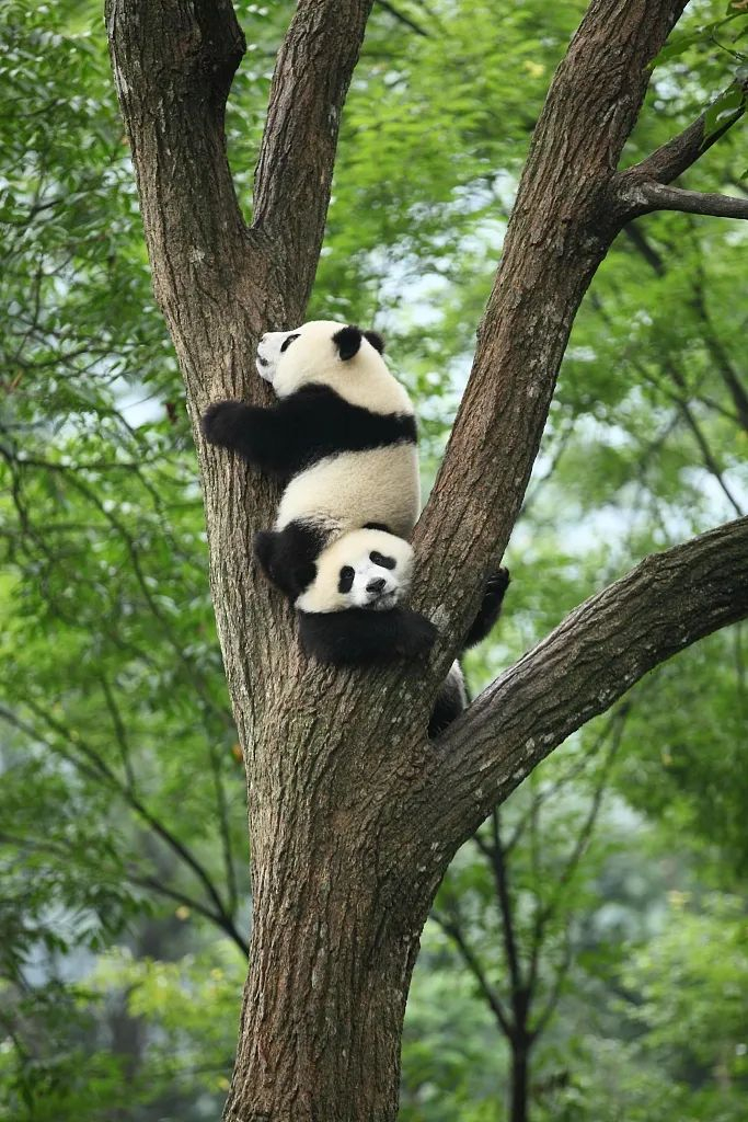 ▲栖息地生态环境持续向好，野生大熊猫数量不断增加，大熊猫们终于可以安度熊生。（图片来源：视觉中国）