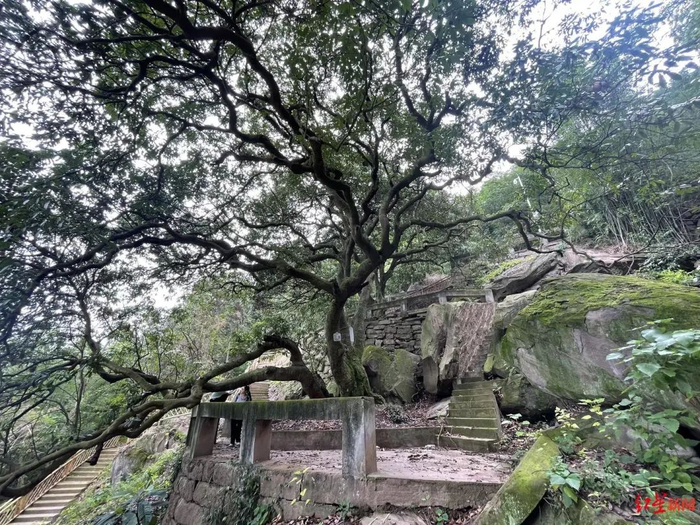 ▲荔枝沟千年古荔枝树