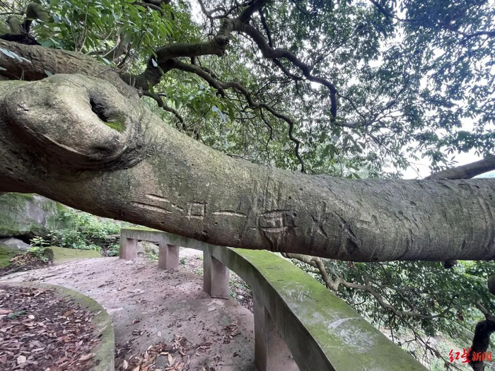 ▲游客在古荔枝树上刻字