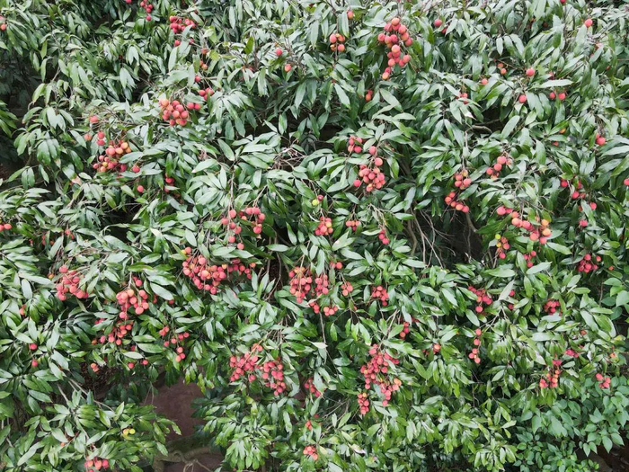 ▲千年荔枝树硕果累累 叙州区融媒体中心供图