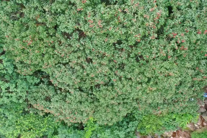 ▲千年荔枝树硕果累累 叙州区融媒体中心供图