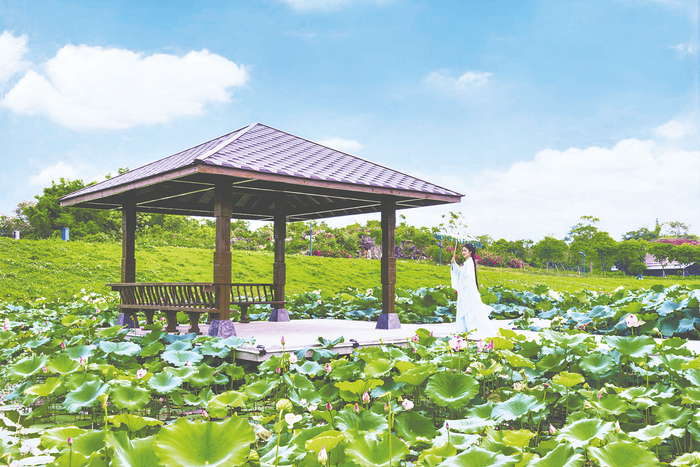     ▲南宁园博园飞龙湖畔荷花相继盛放。