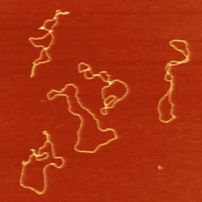 ▲逆转录转座子会在体内形成环状，并像病毒一样复制（图片来源：杨斧博士，张钊实验室）