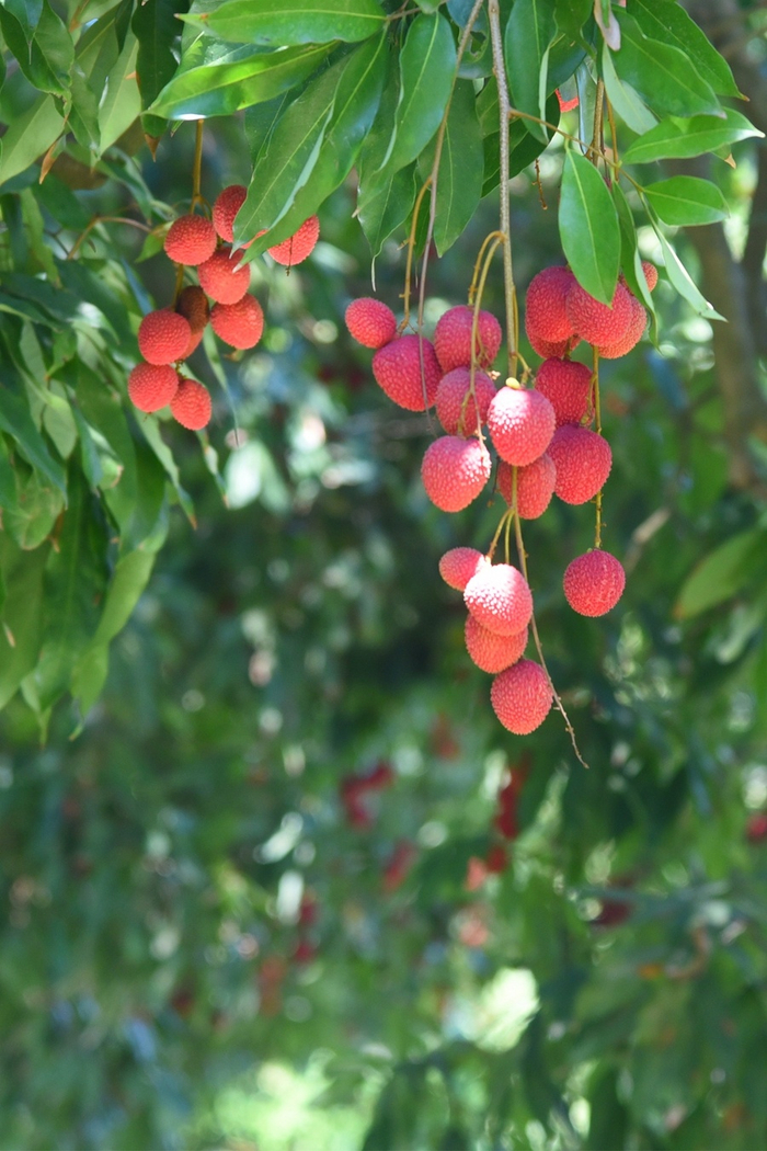 福建莆田荔城无处不荔枝又是一年荔红时