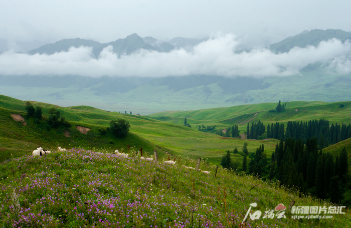 夏日的尼勒克县唐布拉草原风景如画。杜晓兰摄
