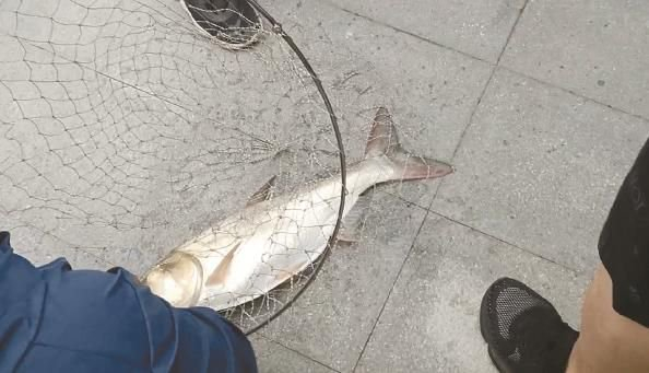             垂钓者钓上来的鱼  马雨洁  摄          