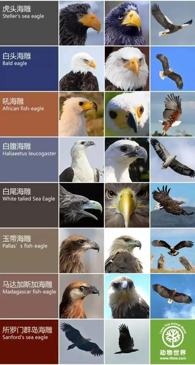 海雕,白腹海雕,白尾海雕,玉带海雕,马达加斯加海雕,所罗门群岛海雕