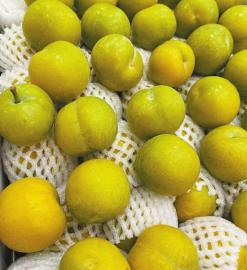 成都一连锁水果店售卖的蜂糖李。 四川日报全媒体记者 阚莹莹 摄