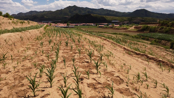 高温下的华北山区炙烤的农田与持续的抗旱