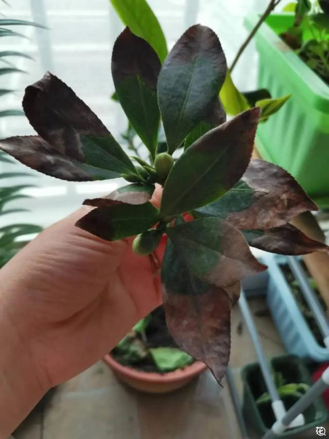 夏天桂花容易叶子焦尖?真正的原因在这里|桂花树|叶片|根系|花盆|茶花_新浪新闻