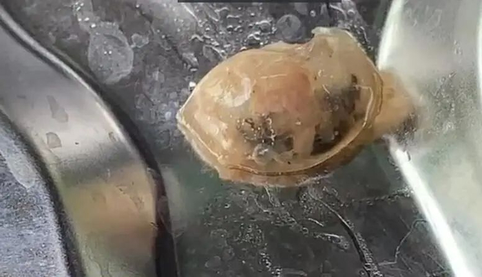 “一学校食堂饭菜内疑似吃出胶制异物”,广州通报_手机新浪网