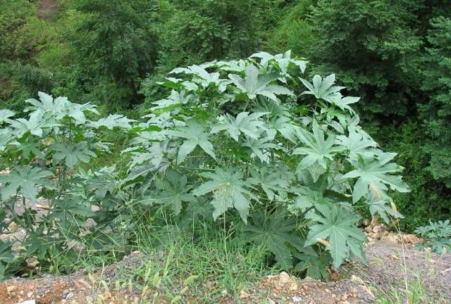 植物蓖麻,在日常生活中有什么作用,要注意什么|蓖麻|蓖麻子|农村_新浪