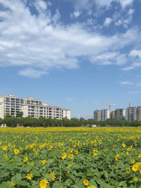 成都双流花海图片