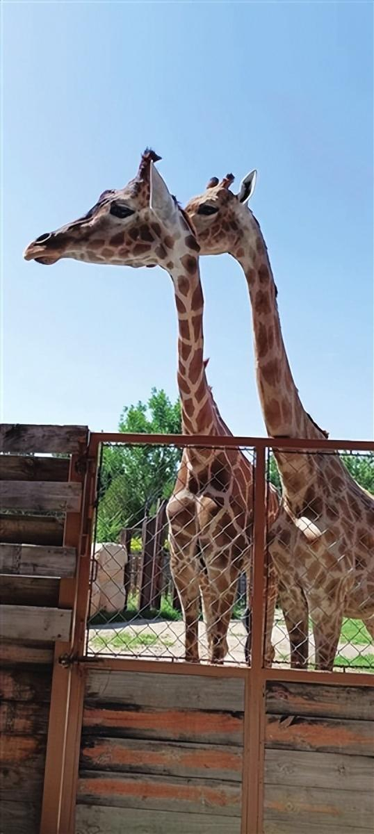 保护动物要从了解开始从细节入手太原动物园第十二届动物文化节撷趣