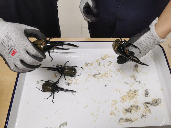 长戟大兜虫,黑犁牛头犬蚁……上半年上海海关截获"异宠"上千只|浦东
