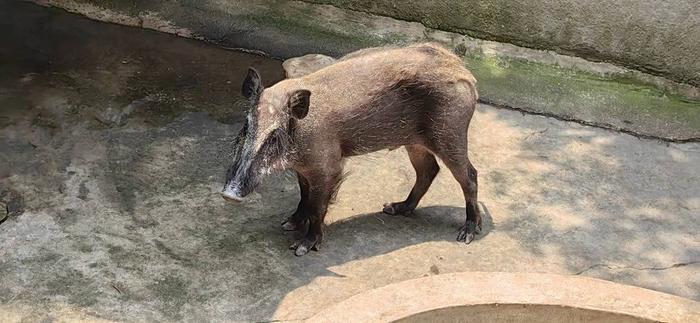 三有野生动物目录调整救护站小野猪何去何从