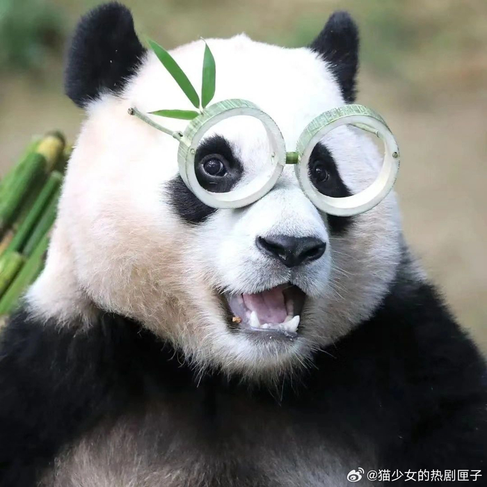 大熊猫福宝720生日快乐! 我们福宝zun的超可爱