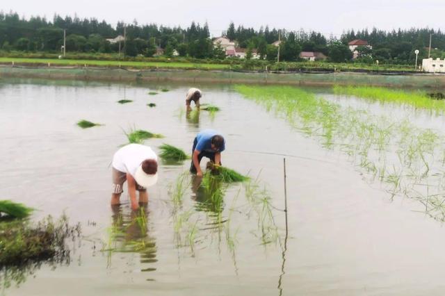 上海有了综合种养的生态虾|小龙虾|上海市|青虾_新浪新闻