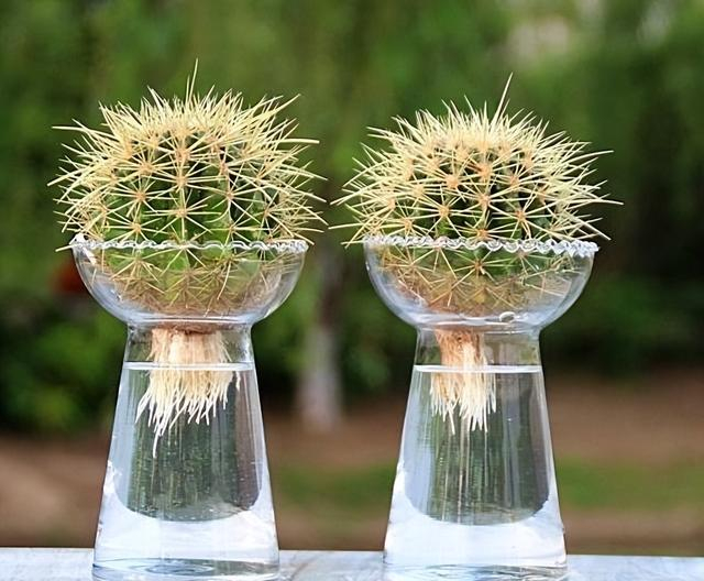 "6种"绿植,水培起来更美,很有意境很有小情趣,干净美观茂盛|吊兰|散光