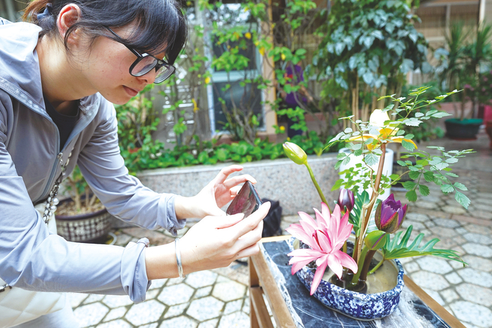     第五届全国睡莲学术研讨会会场外摆放的睡莲吸引参会人员拍照。    本报记者黄维业 摄