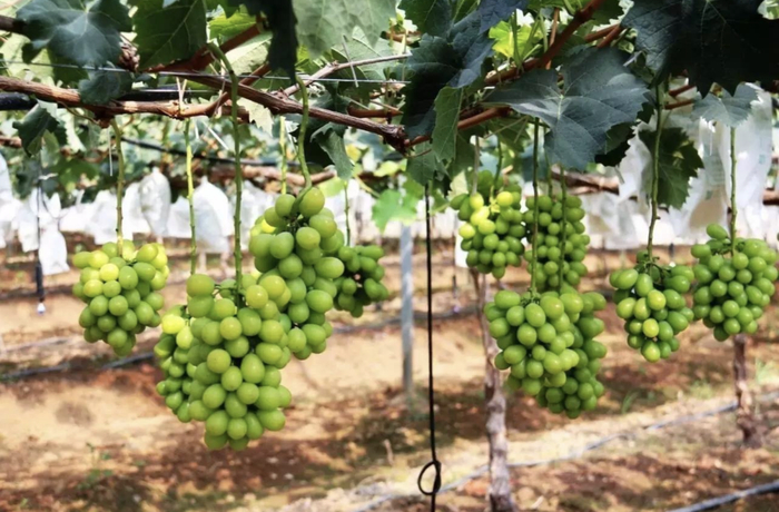 阳光玫瑰是近年来高端水果中的热门品种