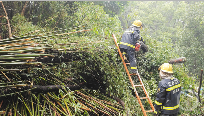 南山公园路通了！暴雨致大树倾倒 消防员锯树4小时排险|消防员|大树|暴雨_新浪新闻