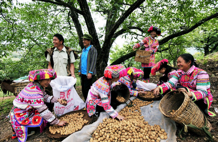 中国核桃之乡——大姚核桃丰收。楚雄州委宣传部 供图