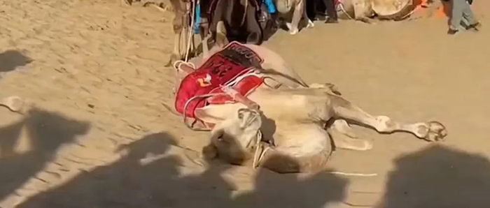 网传视频截图