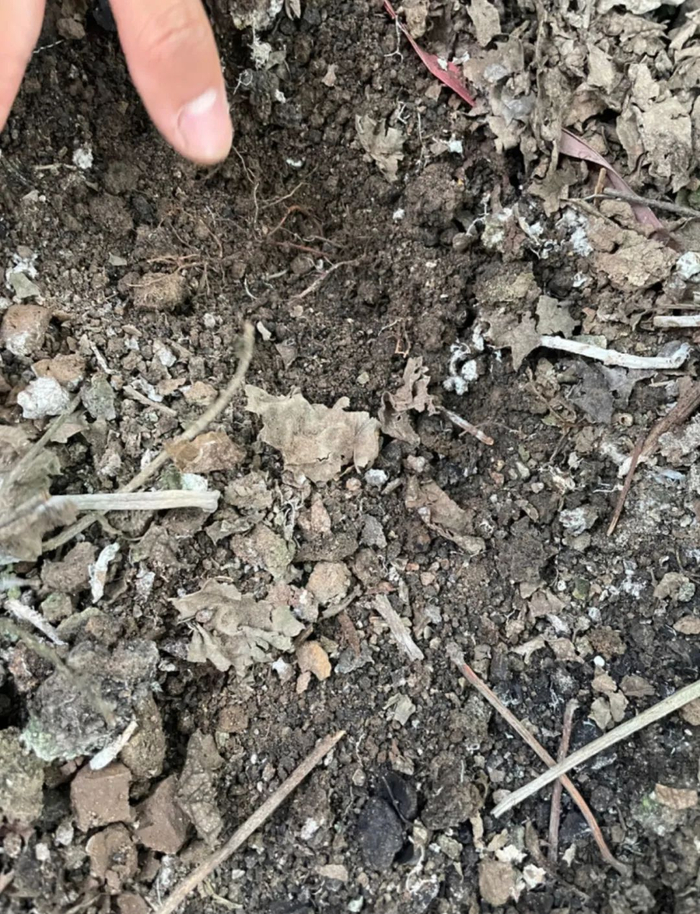 吴小平葡萄园中经过改良的土壤