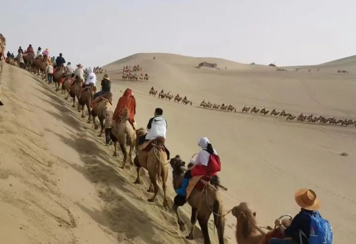 鸣沙山月牙泉景区骆驼骑行长队。