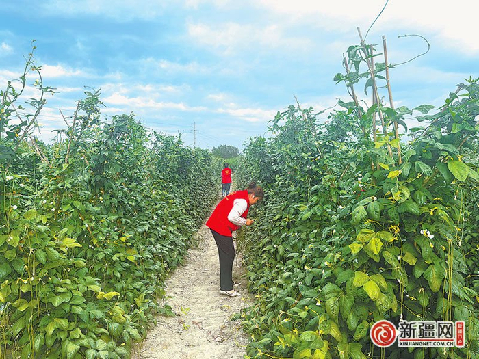 近日，位于长山子镇二湾村的蔬菜基地，村“两委”和工作队的工作人员正在帮菜农采摘豇豆。（全媒体记者宋建华摄）
