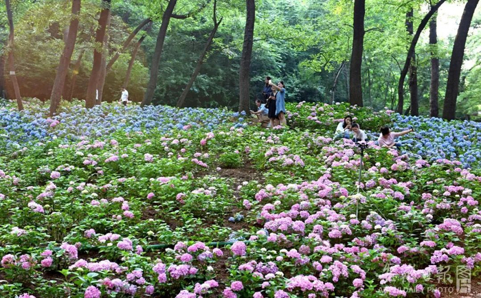 淮南八公山花海。陈彬 摄