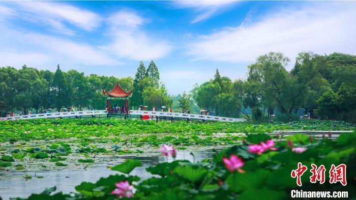 湖北洪湖荷花图片