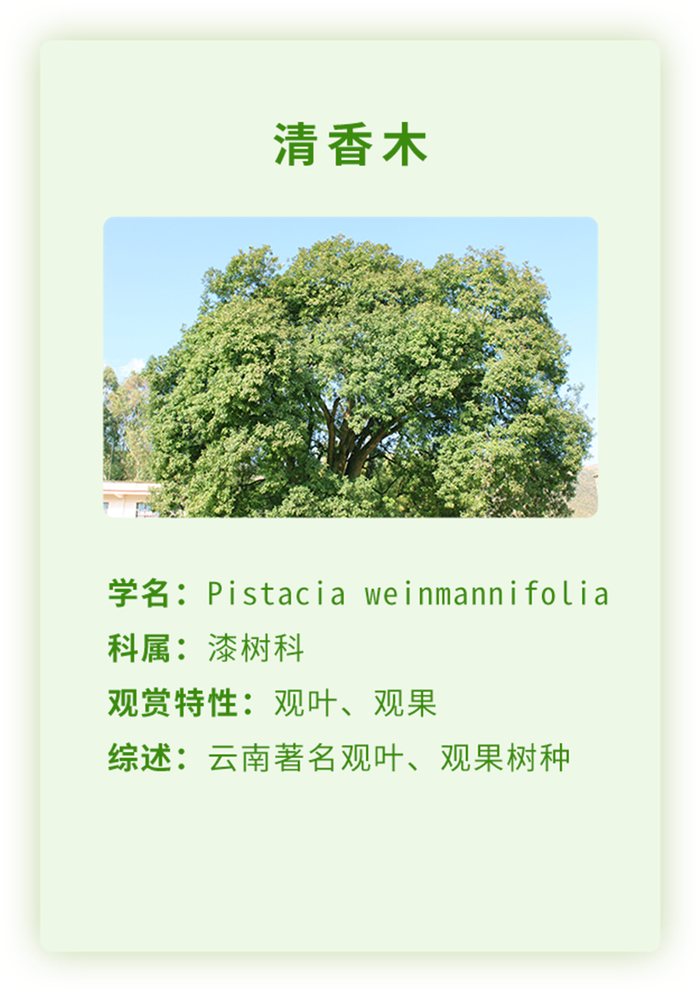 植物排行_凤凰资讯_资讯_凤凰网(2)