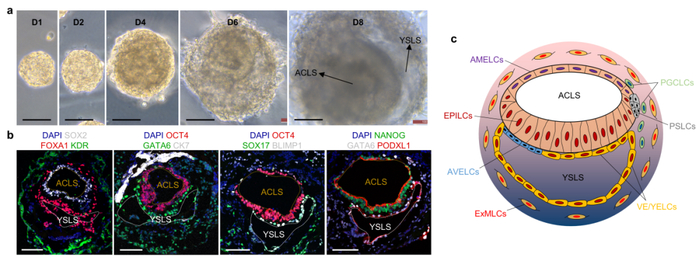 人工合成胚胎的明场、染色和模式图。 昆明理工大学灵长类转化医学研究院供图