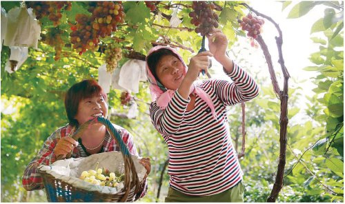 　　平度大泽山葡萄迎来大丰收，果农正在进行采摘。　王学教　摄