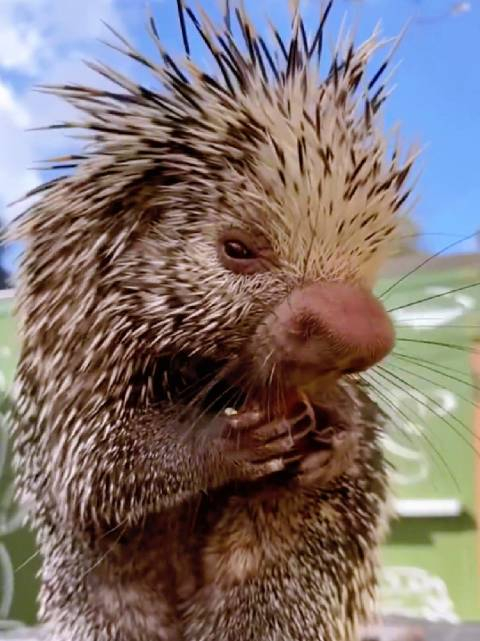 我称它刺猬猪可以吗