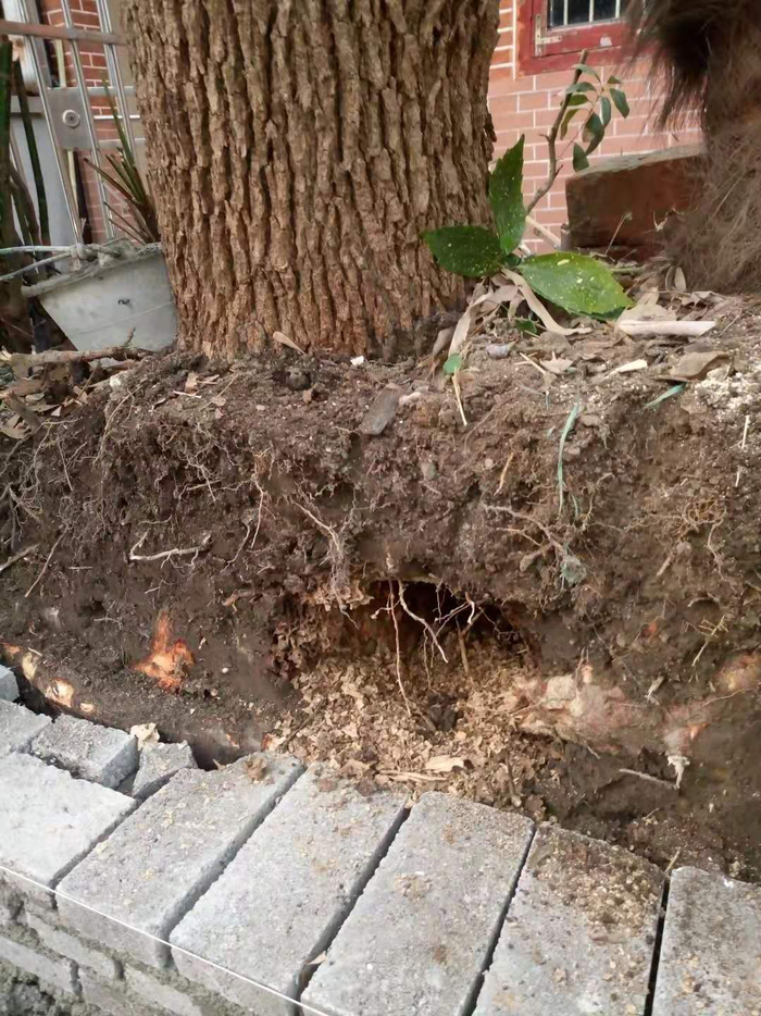 17号香樟树根部被白蚁蛀空。受访者供图