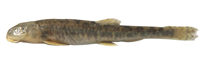 这是李伟在长江南源当曲采集的斯氏高原鳅成鱼标本图像.(受访者供图)