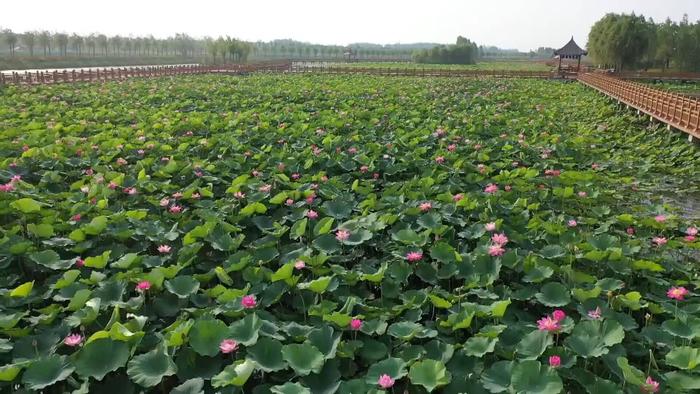 近年來,曹縣沿河打造黃河故道溼地公園,構建萬畝荷塘,萬畝稻田,萬畝