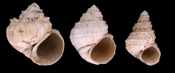 发现于陆良盆地的三种玺螺蛳化石。（左）爨乡玺螺蛳、（中）叠唇玺螺蛳、（右）缁衣玺螺蛳（张乐嘉供图）