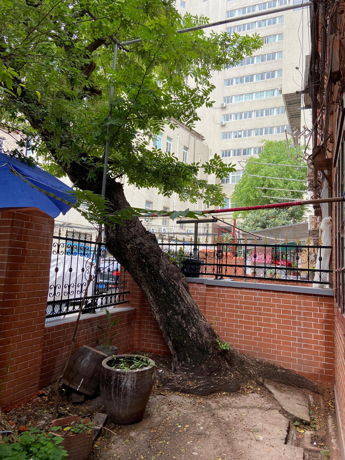 10号槐树斜着生长，院内地坪因树根拱起开裂。澎湃新闻记者 陈悦 摄