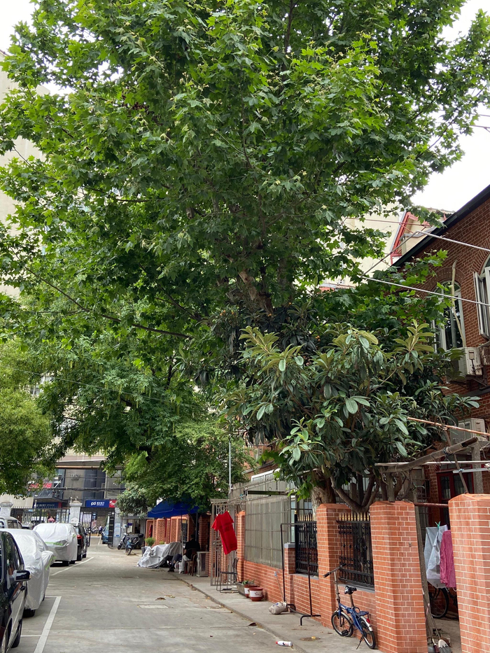 阿瑞里小区几棵老树高大葱郁。澎湃新闻记者 陈悦 摄