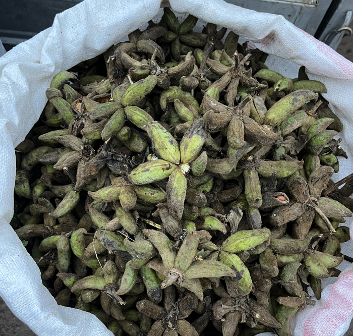 亳州五马大药行早市待售的牡丹荚