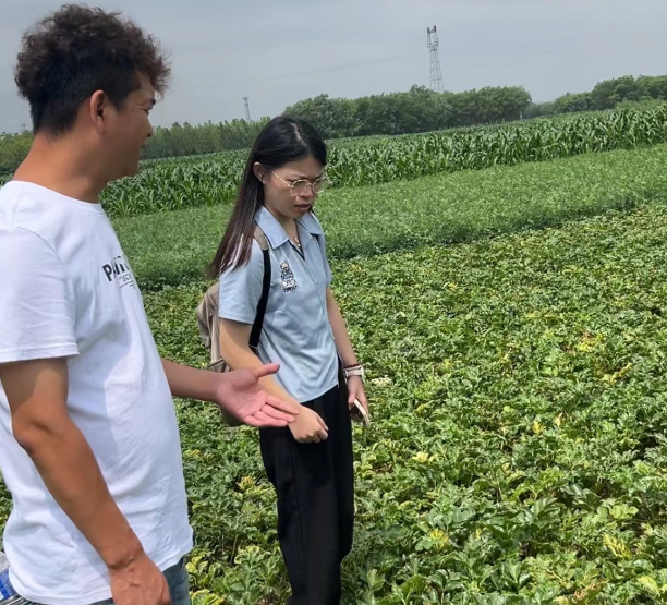 药材商张东介绍涨势较好的北沙参