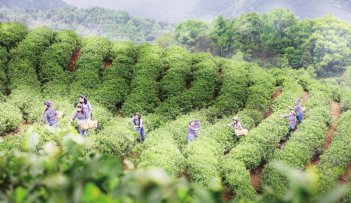 ▲庐山云雾茶开采。
