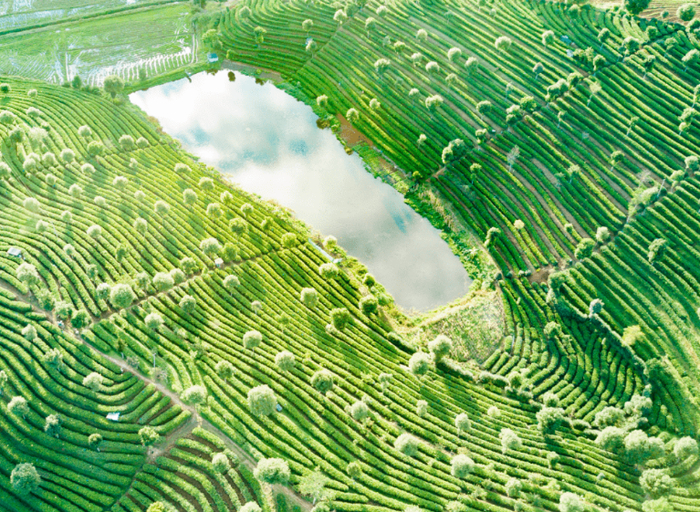 ▲普洱有机茶园